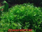 Ломариопсис. НАБОРЫ растений для запуска акваса. ПОЧТОЙ отправлю-