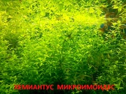 Хемиантус микроимоидес. Наборы растений для запуска и перезапуска аква