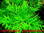 Синема деморфная - НАБОРЫ растений для запуска аквариума. ПОЧТОЙ ОТПРА