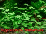 Гидрокатила трипартита. НАБОРЫ растений для запуска аквариума. ПОЧТОЙ