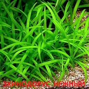 Эхинодорус нежный - аквариумные растения. Наборы растений для запуск