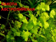 Бакопа австролийская и др. аквариум-е растения,  наборами для запуска=
