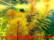 Красный перестолистник и др. аквариум-е растения,  наборами для запус0
