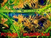 Ротала -- аквариумное растение и много разных растений.