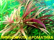 Лимнофила ароматика. Наборы растений для ЗАПУСКА и перезапуска акваса