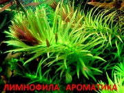 Лимнофила ароматика -- аквариумное растение и разные растения/