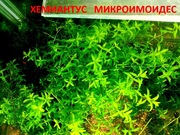 Хемиантус микроимоидес и др. аквариум-е растения,  наборами для запус=-